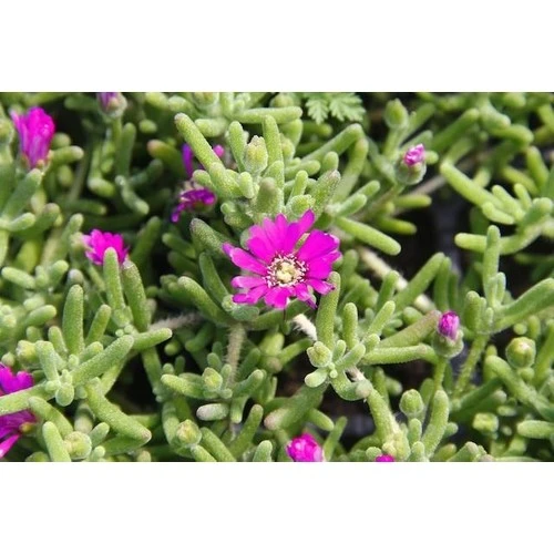 Acem Halısı Fidanı 1 Adet 10-20 cm ürün görseli