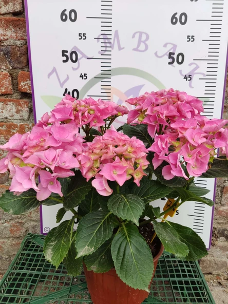 Pembe İthal Ortanca (Hydrangea macrophylla) - Renkli ve Gösterişli Çiçekli Bitki