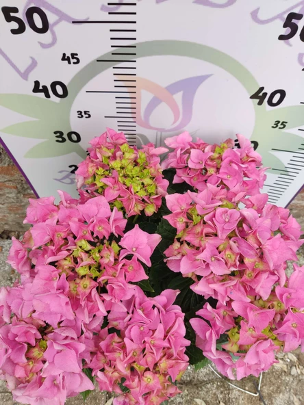 Pembe İthal Ortanca (Hydrangea macrophylla) - Renkli ve Gösterişli Çiçekli Bitki - 3