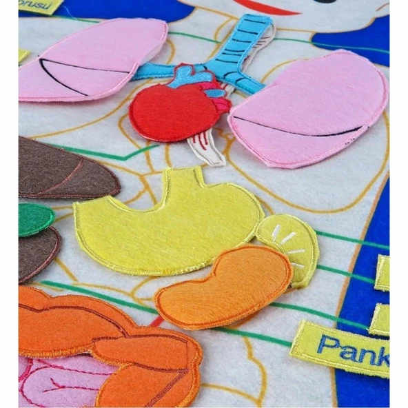 AND-5120 CIRTLI VÜCUDUMUZ PANO - Resim 2