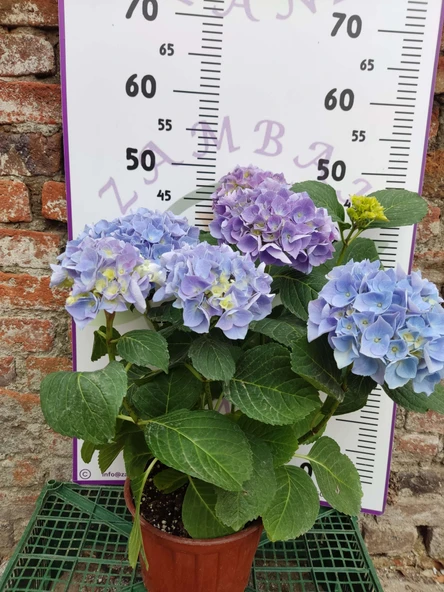 Mavi İthal Ortanca (Hydrangea macrophylla) - Renkli ve Gösterişli Çiçekli Bitki