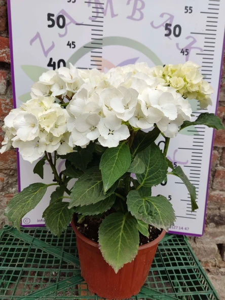 Beyaz İthal Ortanca (Hydrangea macrophylla) - Renkli ve Gösterişli Çiçekli Bitki