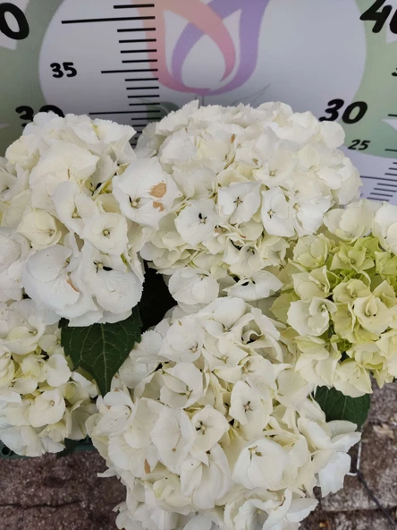 Beyaz İthal Ortanca (Hydrangea macrophylla) - Renkli ve Gösterişli Çiçekli Bitki - 2