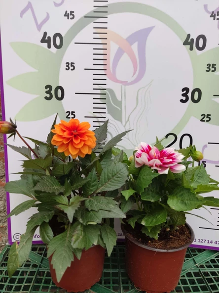2 Adet farklı renkli Yıldız Çiçeği (Dahlia) - Renkli ve Gösterişli Çiçekli Bitki - 7