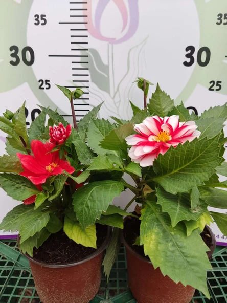 2 Adet farklı renkli Yıldız Çiçeği (Dahlia) - Renkli ve Gösterişli Çiçekli Bitki - 9