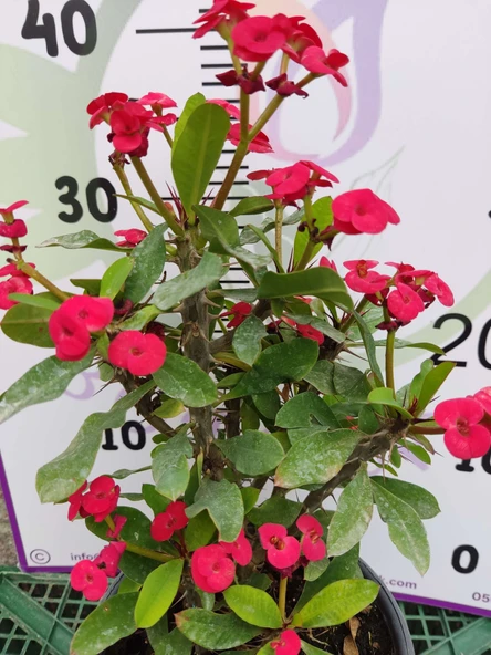 Kırmızı Dikenler Tacı (Euphorbia milii) - Dayanıklı ve Gösterişli iç mekan süs bitkisi - 2
