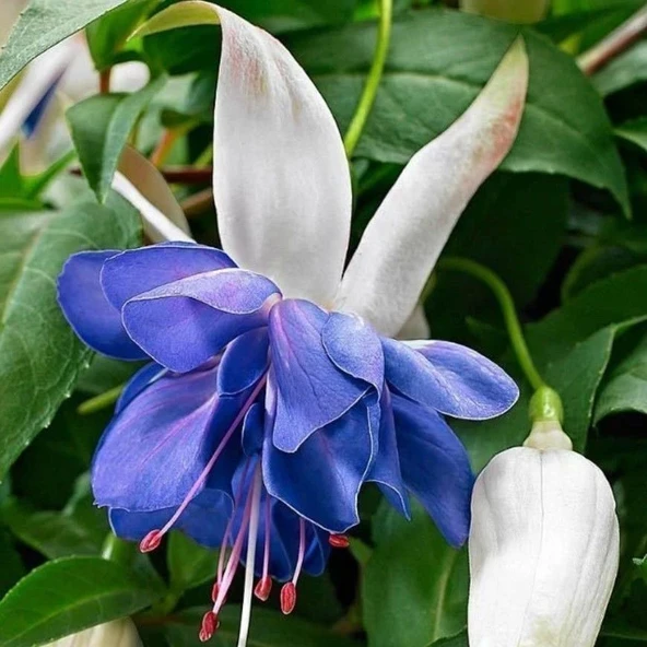 Koleksiyonluk Sınırlı Stok Katmerli Blue Angel Küpe Çiçeği Fidesi (1 adet)