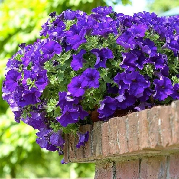 Fortado Velvet Purple Renkli Saksılar için İdeal Petunya Çiçeği Fidesi (1 adet) - 3