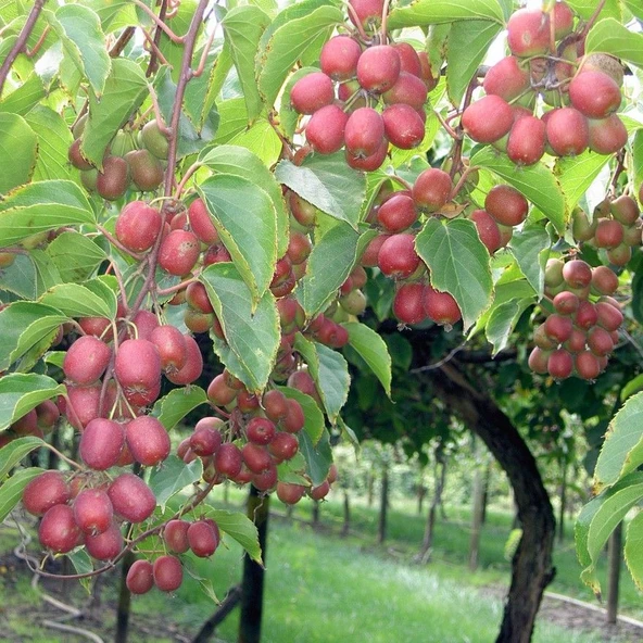 Geleneksel Soğuklara Dayanıklı Actinidia Arguta Ananasnaya Pembe Kivi Fidanı - 1