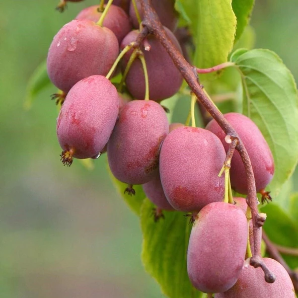 Geleneksel Soğuklara Dayanıklı  Kivi Actinidia Arguta Ken's Red Kırmızı Kivi Fidanı - 2