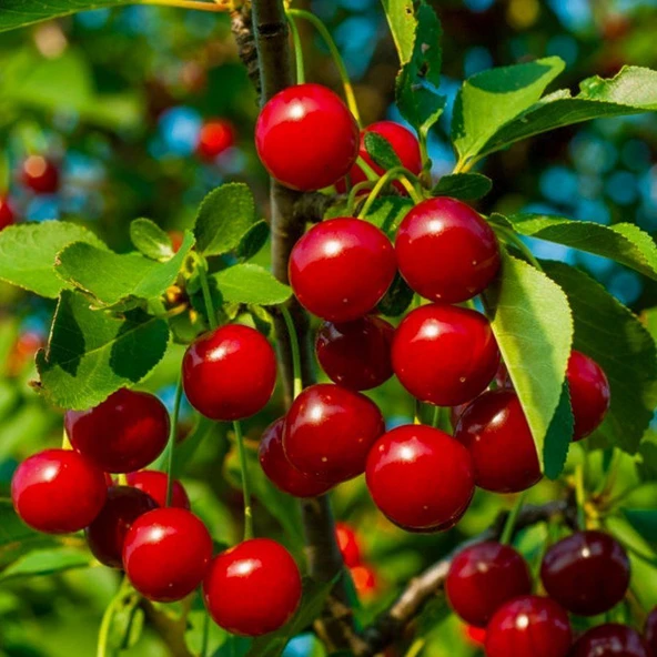 Seneye Meyve Verebilir Durumda  Yarı Bodur Kütahya Vişne Fidanı - Resim 4