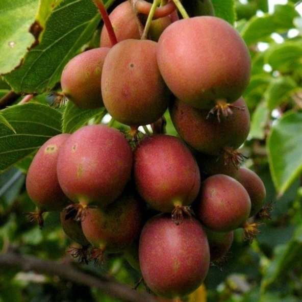 Yüksek Aromalı Soğuklara Dayanıklı Actinidia Arguta Geneva Kırmızı  Kivi Fidanı