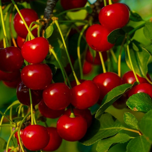 Seneye Meyve Verebilir Durumda  Yarı Bodur Kütahya Vişne Fidanı - Resim 3