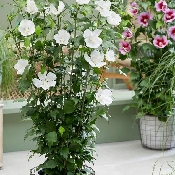 Tüplü Soğuğa Dayanıklı Hibiscus Syriacus Tower White  Pembe Renk Hatmi Çiçeği Fidanı