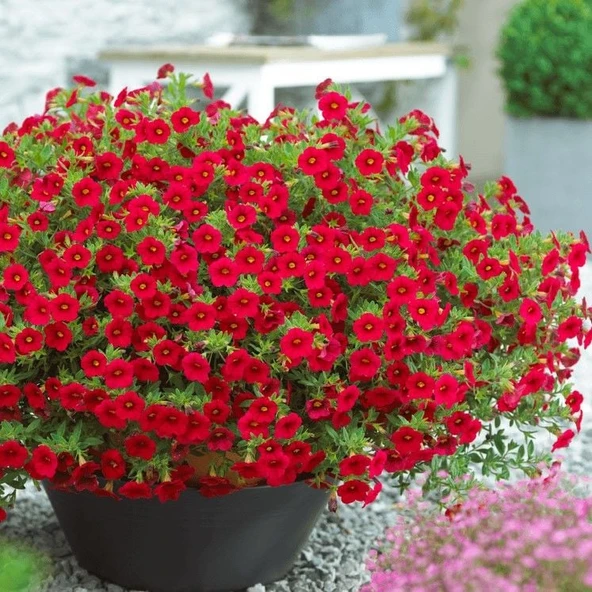 Calita Katmerli Deep Rose  Milyonlar Çanı Calibrochoa Çiçeği Fidesi (1 adet)