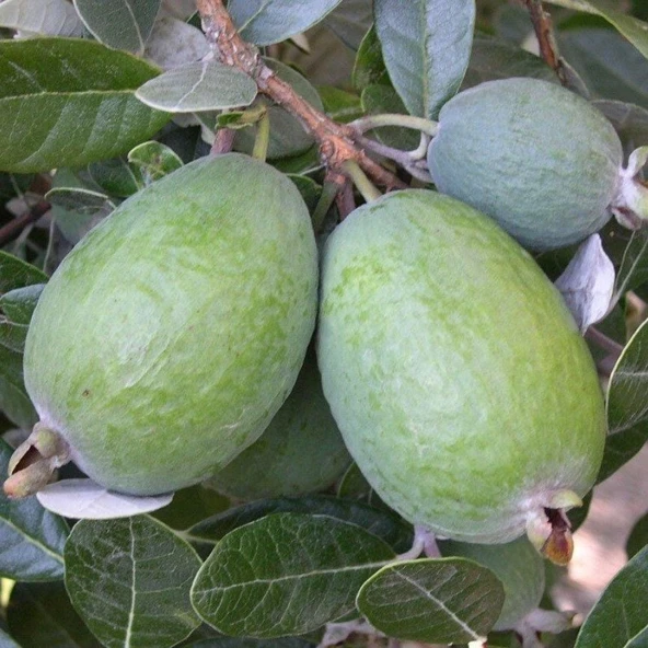 Birden Fazla Aromalı  Kaymak Ağacı Feijoa Fidanı Seneye Meyve Verir Durumda - 1