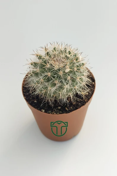 Mammillaria Hahniana Nadir Tür Kaktüs 5.5 cm Saksida - 3