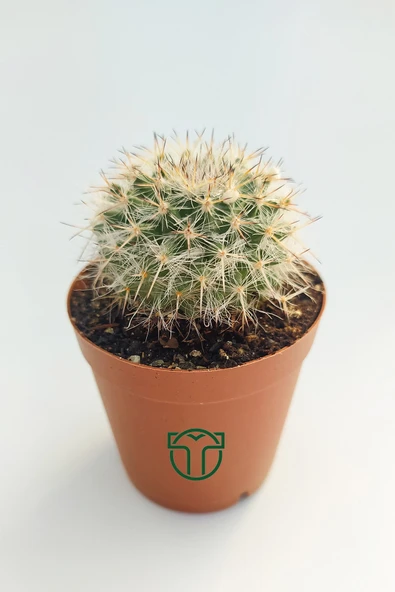Mammillaria Hahniana Nadir Tür Kaktüs 5.5 cm Saksida