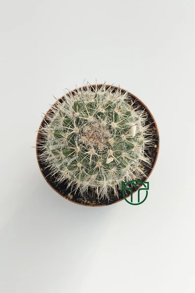 Mammillaria Hahniana Nadir Tür Kaktüs 5.5 cm Saksida - 2