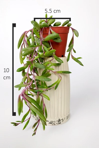 Sarkan sukulent Yakut Kolyesi çiçegi Othonna Capensis sarı çiçek verir 10 cm boy 5.5 cm saksıda - 4