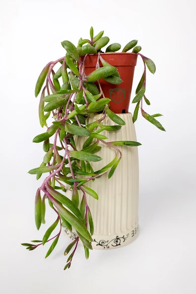 Sarkan sukulent Yakut Kolyesi çiçegi Othonna Capensis sarı çiçek verir 10 cm boy 5.5 cm saksıda