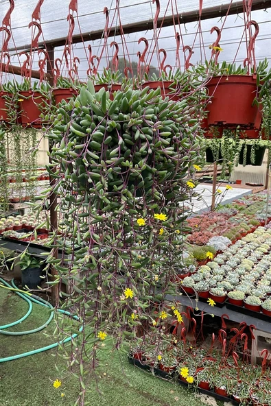 Sarkan sukulent Yakut Kolyesi çiçegi Othonna Capensis sarı çiçek verir 10 cm boy 5.5 cm saksıda - 5