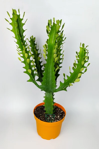 Süt ağacı kaktüsü Euphorbia Trigona Mint Cream 70 cm büyük boy yeşil Afrika süt kaktüsü