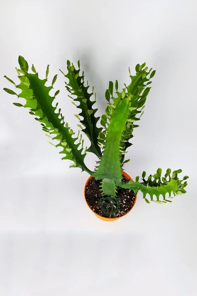 Süt ağacı kaktüsü Euphorbia Trigona Mint Cream 70 cm büyük boy yeşil Afrika süt kaktüsü - 3