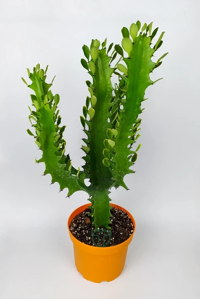 Süt ağacı kaktüsü Euphorbia Trigona Mint Cream 70 cm büyük boy yeşil Afrika süt kaktüsü - 2
