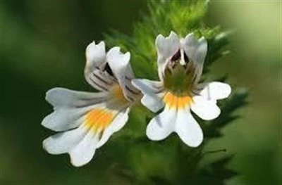 Göz Otu- (Kafa Otu) Gözlük Otu 100 Gr-2 Adet - 7