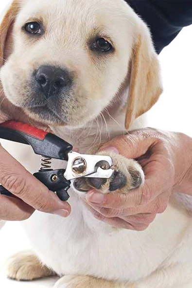 PETVODA  Köpek Tırnak Makası - 2