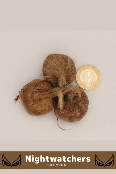 Deluxe Özel Dikime Hazır Yerli Üretim Büyük Boy 1. Kalite Safranbolu Safran Bitkisi Soğanı - 3 Adet - 4