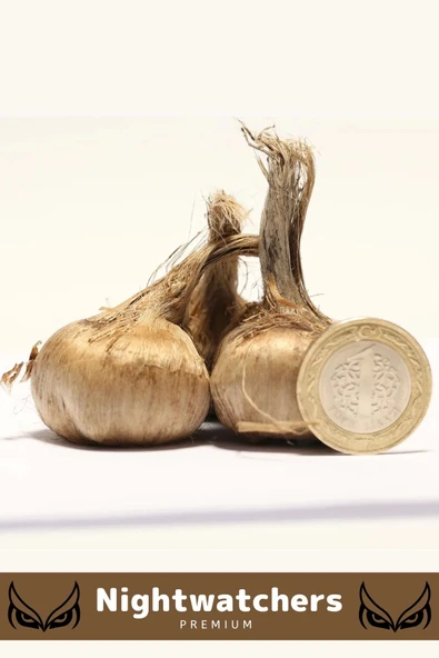 Deluxe Özel Dikime Hazır Yerli Üretim Büyük Boy 1. Kalite Safranbolu Safran Bitkisi Soğanı - 3 Adet - 2