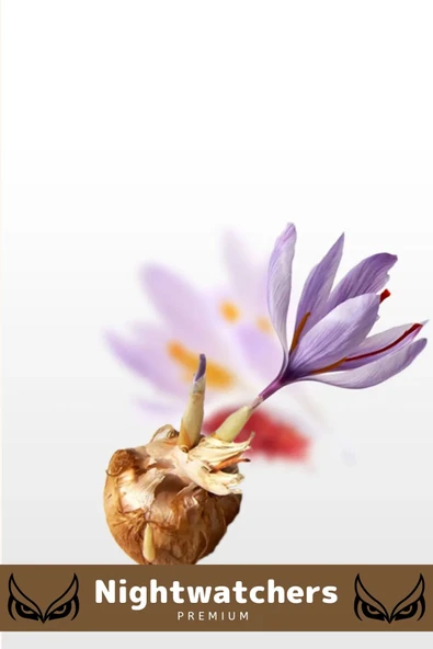 Deluxe Özel Dikime Hazır Yerli Üretim Büyük Boy 1. Kalite Safranbolu Safran Bitkisi Soğanı - 3 Adet - 3