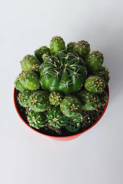 Bol yavrulu kaktüs Matucana Polzii kırmızı açan kaktüs 8.5 cm kır - 3