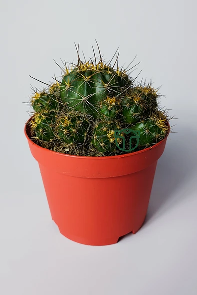 Çok yavrulu kaktüs Lobivia Maximiliana 8.5 cm kırmızı saksıda