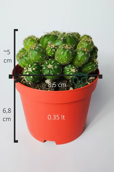 Bol yavrulu kaktüs Matucana Polzii kırmızı açan kaktüs 8.5 cm kır - 4
