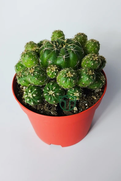 Bol yavrulu kaktüs Matucana Polzii kırmızı açan kaktüs 8.5 cm kır - 2