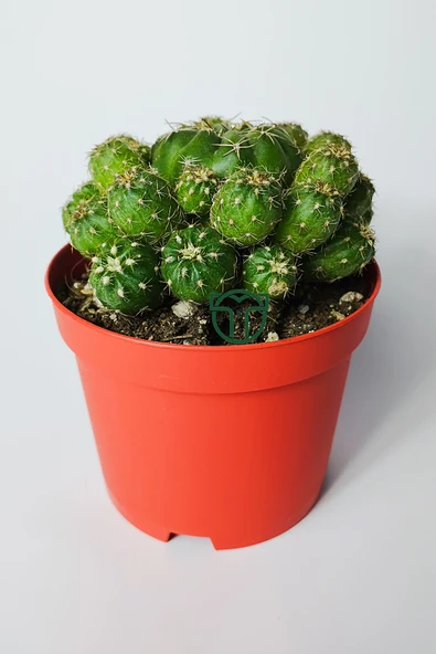 Bol yavrulu kaktüs Matucana Polzii kırmızı açan kaktüs 8.5 cm kır