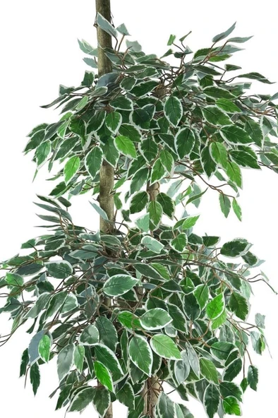 Nettenevime Yapay Ağaç 3 Katlı Yeşil-Beyaz Benjamin 180cm Yapay Çiçek Dekoru - Resim 3