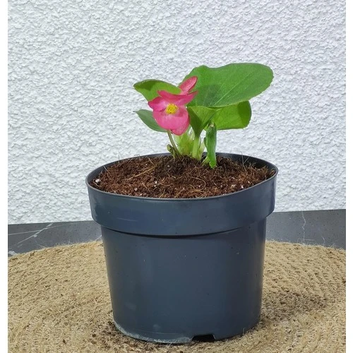 Begonya Şeker Pembe (Begonia Xsemperflorens) 10-20 cm - Resim 2