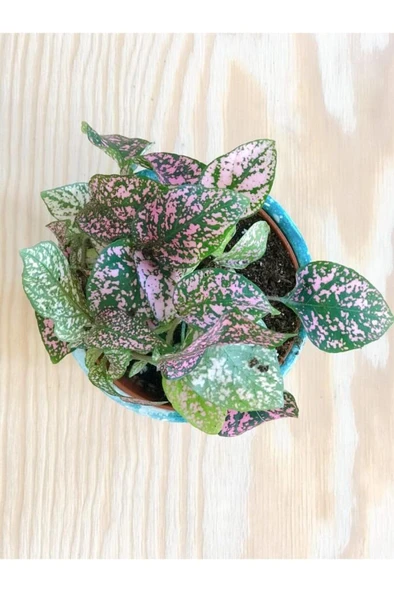 Hypoestes Hostes Çiçeği Pembe Yapraklı 10-15 Cm - Resim 2