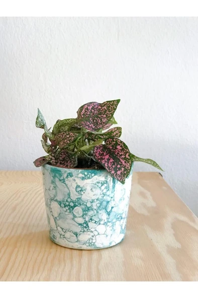 Hypoestes Hostes Çiçeği Pembe Yapraklı 10-15 Cm
