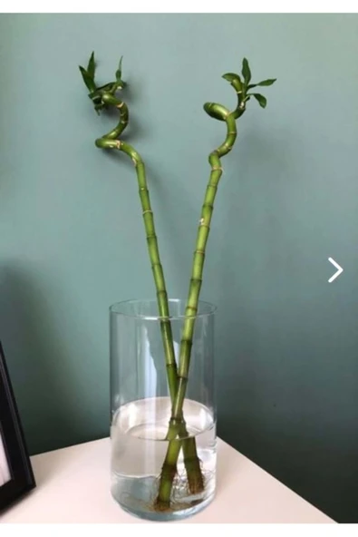 Jenisa Dekoratif Silindir Cam Bambu Canlı Kuru Çiçek Vazo 10x20 Cm
