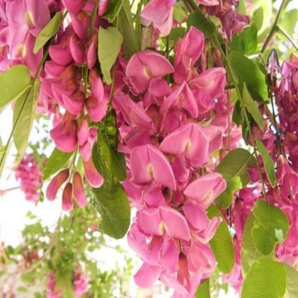 Pembe Çiçekli Akasya Tohumu (1000 tohum)