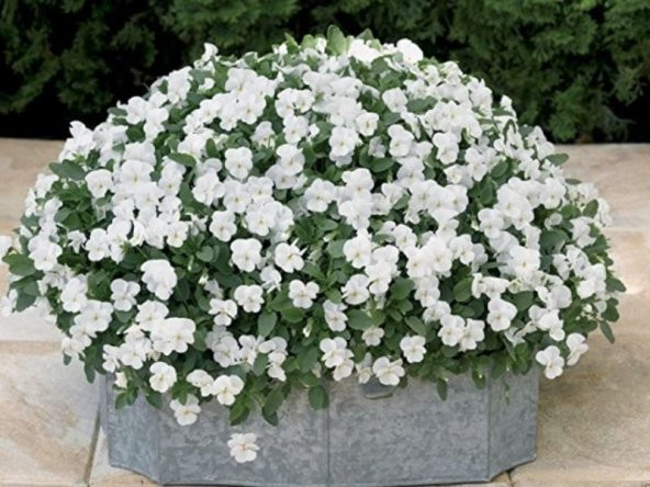 Viola Cornuta White  Perfection Menekşe Çiçeği Tohumu(100 tohum) - Resim 5