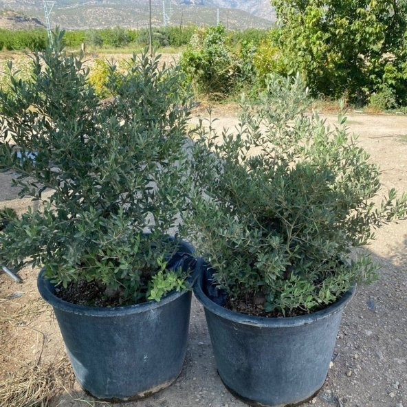 Saksıda Bodur Tipte Zeytin Fidanı Meyve Verme Durumunda 20-30 Yaş Zeytin Fidanı
