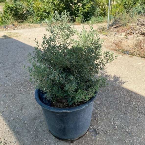 Saksıda Bodur Tipte Zeytin Fidanı Meyve Verme Durumunda 20-30 Yaş Zeytin Fidanı - 2