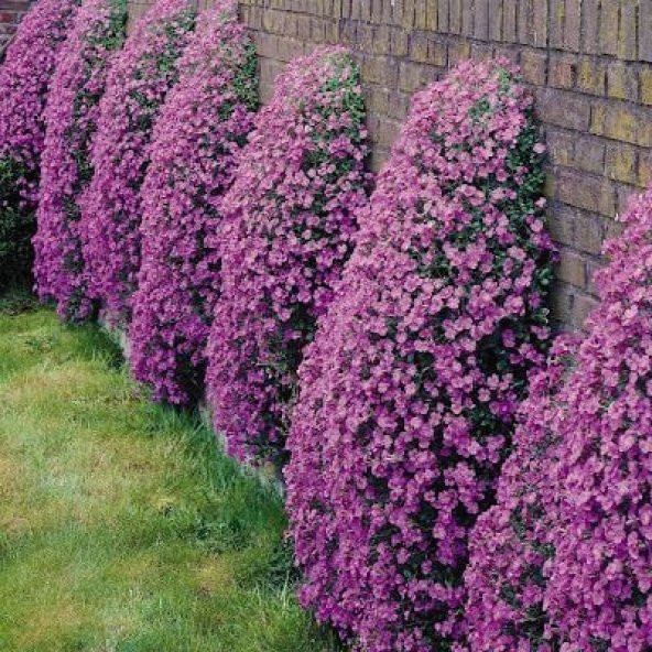 Rose Pink Aubrieta Obrizya Çiçek Tohumu(50 tohum)