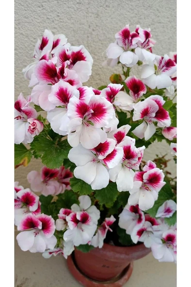 Ceylan Gözlü Sardunya Fide Kırmızı Beyaz 10-20 cm - Resim 3